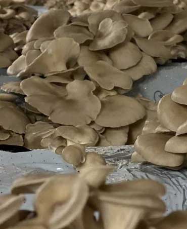 Fungo Pleurotus