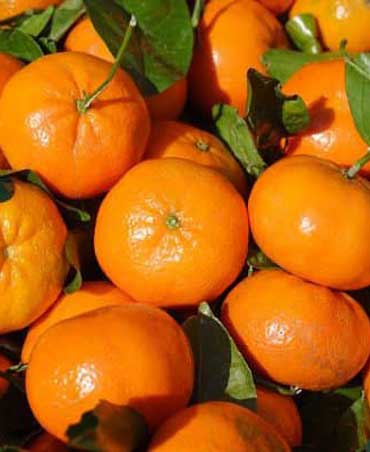 Mandarini