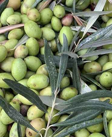 Olive