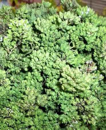 Origano